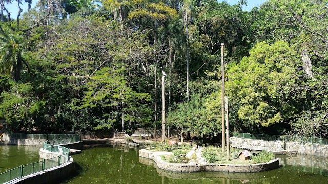 Municipal Zoo Campinas Grove Jequitibas